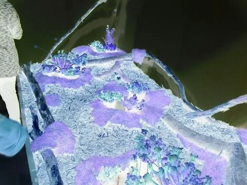 Inverted image - Exposition of carnivorous plants and moss arrangement at Flora Foto stock