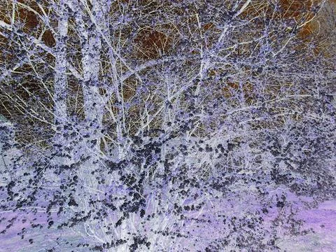 Inverted image - Large wild cherry bush with numerous beautiful white blossoms Stock Photos