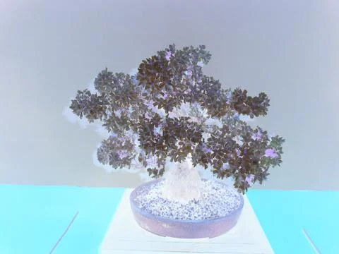 Inverted image - Leafless bonsai tree with countless white blossoms with Stock Photos