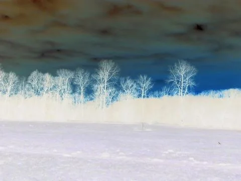 Inverted image - Red cloudy sunset behind bare forest in snowless winter. Stock Photos