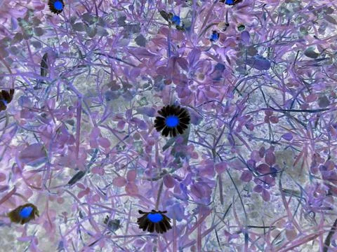 Inverted image - Slightly blurred image of small daisy flowers on spring meadow Stock Photos
