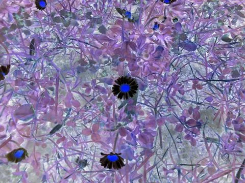 Inverted image - Slightly blurred image of small daisy flowers on spring meadow Stock Photos