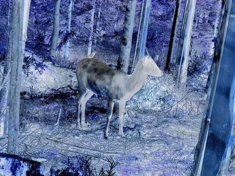 Inverted image - Young fallow deer, unusually dark, in forest in game park in Stock Photos