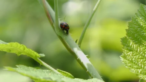 Inverted ladybug crawling in the forest, slow motion. Stock Footage 155783604