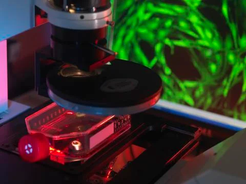 Inverted microscope viewing stem cells in flask with display of a fluorescent Stock Photos