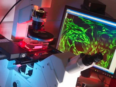 Inverted microscope viewing stem cells in flask with display of a fluorescent Stock Photos