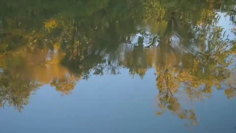 Inverted Reflection of Autumnal Trees in Calm Water Stock Footage 302308903