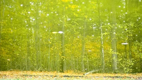 Inverted reflection Stock Footage 141881609