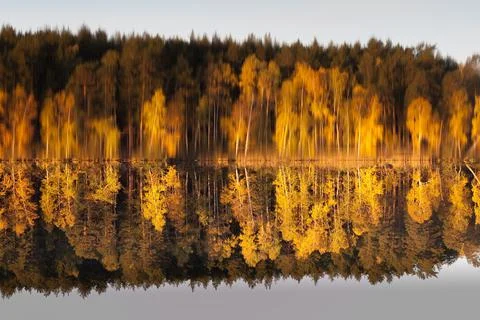 Inverted reflection of the forest in the lake. Stock Photos