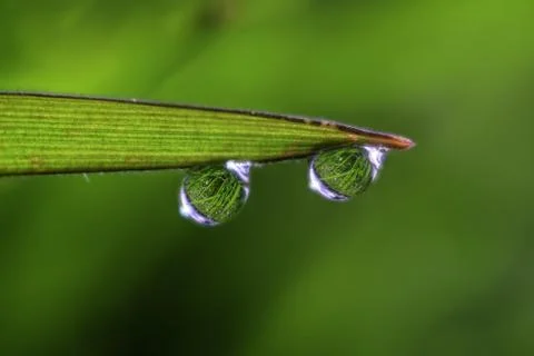 Inverted Refraction of a Garden inside Two Raindrops Stock Photos