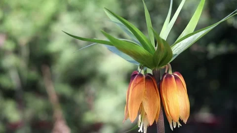 Inverted tulip in the garden Video stock 177554136