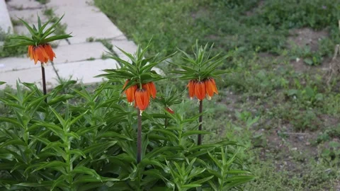 Inverted tulip in the garden Stock Footage 177568129