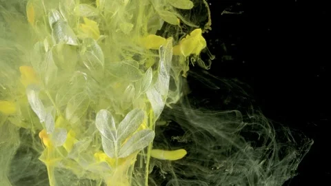 Investigating liquid diffusion and natural forms Vidéo 331734401