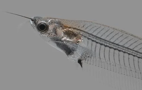 Invisible catfish Stock Photos