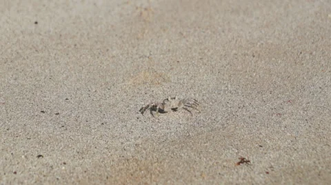 Invisible crab in sand Stock Footage 36382585