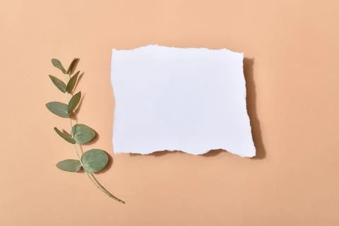Invitation template with envelopes on a beige background with a branch of euc Foto stock