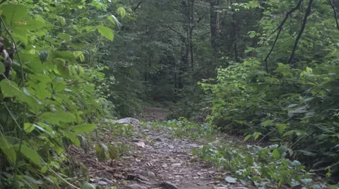 An inviting footpath in a thick and bright forest Stockbeeldmateriaal 66573392