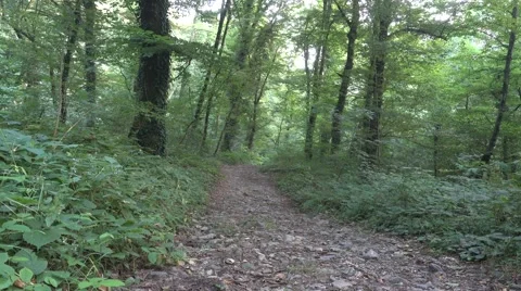 An inviting footpath in a thick and bright forest Stock Footage 66574215