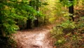 inviting narrow footpath in autumn forest 4k or 4k+ Resolution
