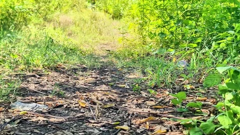 Inviting Natural Garden Dirt Path Leading Through Lush Greenery and Foliage Stock Footage 332704060