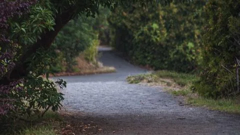 Inviting Path Through the Verdant Canopy Stock Photos