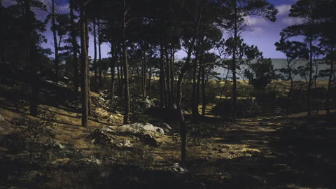 Inviting sunlit path through golden light with crisp needles and textured ground Stock Footage 339630558