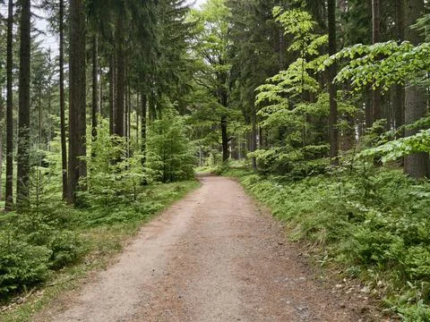 Inviting sunlit trail through forest rich with foliage suitable for exercis.. Stock Photos