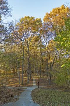 Inviting Trail in the Fall Forest Stockfoto's