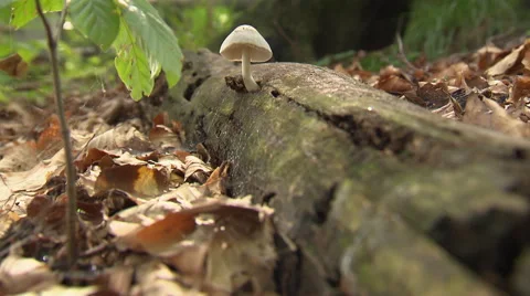 Iny mushroom on trunk lying on the soil of a primeval forest total view Stock Footage 59317897