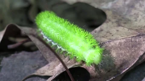 Io moth larva green spiked caterpillar crawling in forest sunlight Stock Footage 67254396