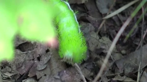 Io moth larva green spiked caterpillar crawling in forest Stock Footage 67254411