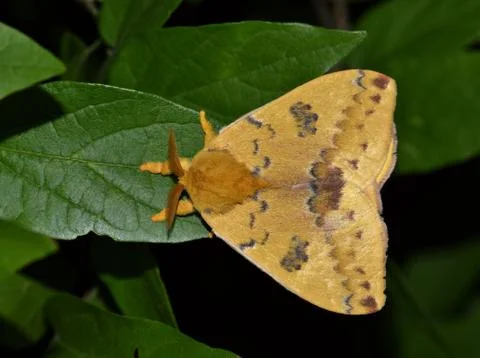 Io moth Foto stock