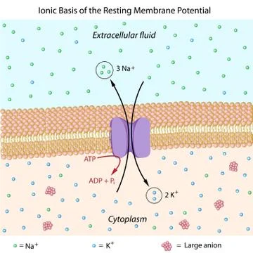 Ionic basis of resting membrane potential Stock Illustration