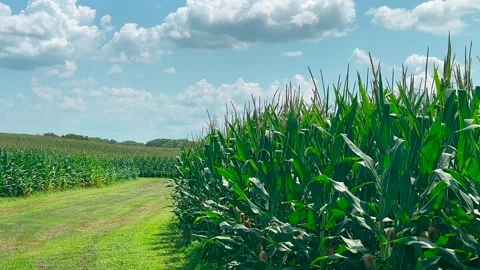 Iowa Corn Field - Blue Sky and Clouds - Tassels Stock Footage 246701639