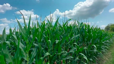 Iowa Corn Field - Blue Sky and Clouds Stock Footage 246701640