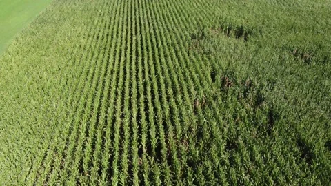 Iowa Cornfields 動画素材 161749007