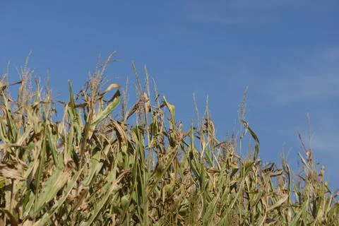 Iowa Cornfields Stock Photos