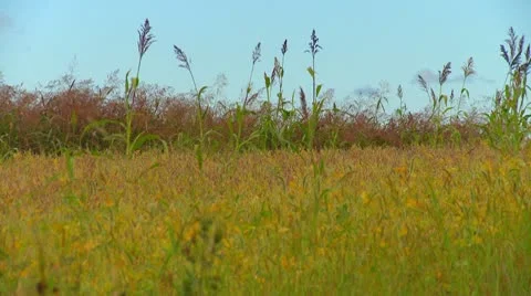 Iowa Fields with Hay Rolls Video stock 10798595