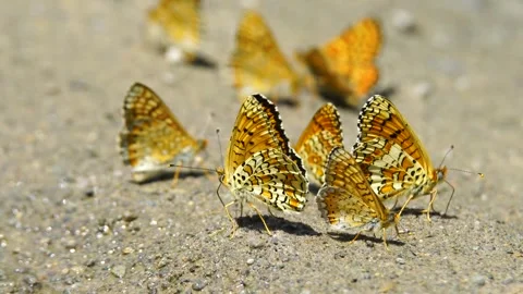 Iparhan Butterfly Vídeo Stock 334792558
