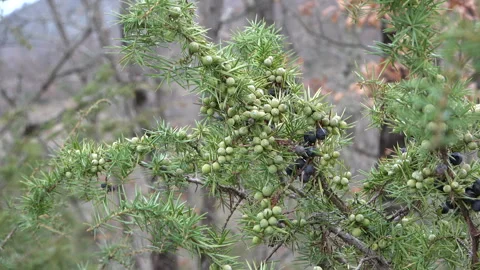 Ipe blue Juniperus berries with green needles in Italian mountains 스톡 동영상 330743298
