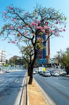 Ipe Rosa Tree in Central Garden on Contorno Avenue in Belo Horizonte. Araujo Dro Stock Photos