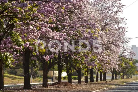 Ipê roxo Stock Photos