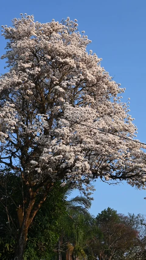 Ipe tree Stock Footage 282494662