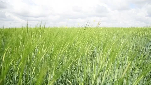 Ipening crops under the warm sun. Wind sways thick barley in a field creating Video stock 155539617