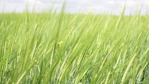 Ipening crops under the warm sun. Wind sways thick barley in a field creating Stockbeeldmateriaal 155539699