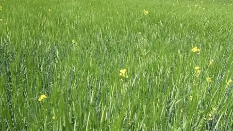 Ipening crops under the warm sun. Wind sways thick barley in a field creating Vidéo 155539703