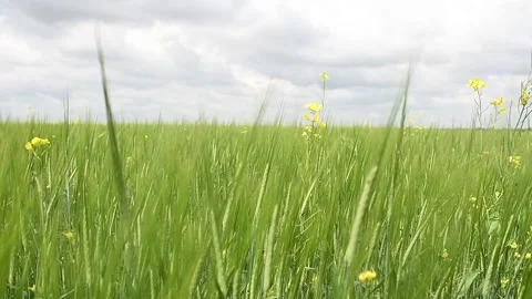 Ipening crops under the warm sun. Wind sways thick barley in a field creating 動画素材 155539732