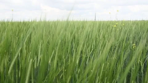 Ipening crops under the warm sun. Wind sways thick barley in a field creating Stock Footage 155539739