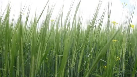 Ipening crops under the warm sun. Wind sways thick barley in a field creating Vídeos de archivo 155539820
