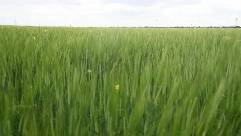 Ipening crops under the warm sun. Wind sways thick barley in a field creating Stockbeeldmateriaal 155539831